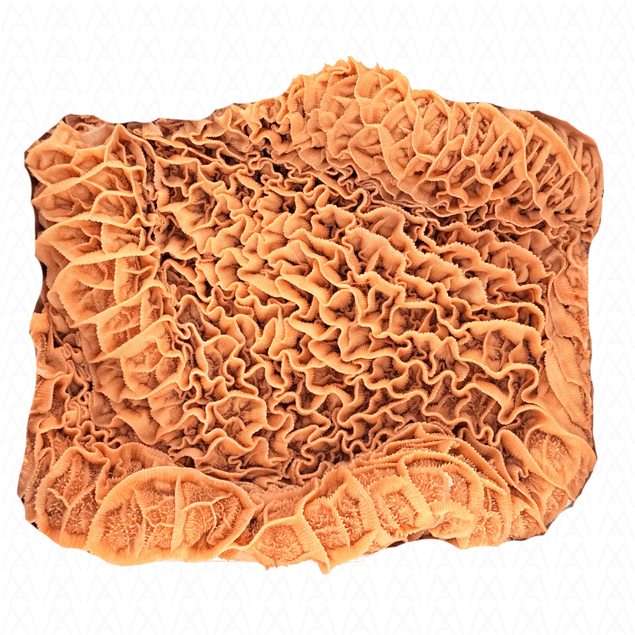 Halal Beef Black Tripe 1kg – 100% Certified | Japan-Processed 牛ハチノス - Premium Halal Food Product
