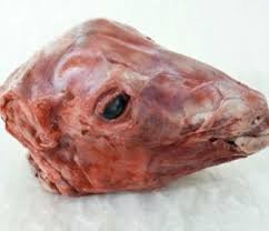 Halal Whole Mutton Head – Fresh & Authentic｜新鮮ハラールマトン丸頭 - Premium Halal Food Product