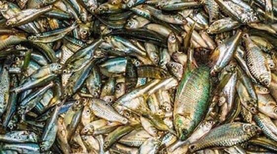 Mixed Fish 250g – Assorted Dry Fish Selection｜ミックス干し魚 250g（多種セット） - Premium Halal Food Product