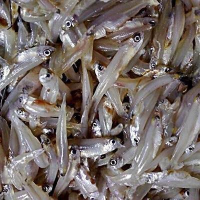 Kaski Frozen Fish – Fresh Halal Frozen Fish｜カスキ冷凍魚（新鮮ハラール冷凍魚） - Premium Halal Food Product