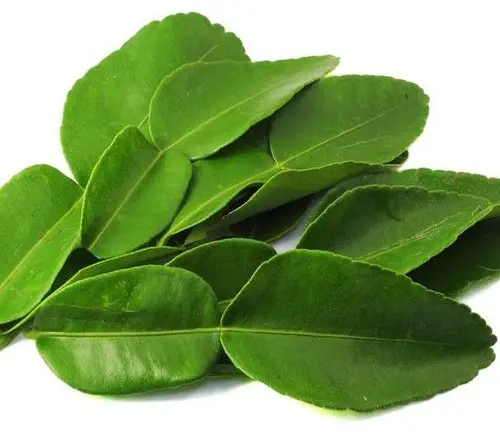 Frozen Lemon Leaf 100g – Aromatic & Authentic | 冷凍レモンリーフ 100g – 本格エスニック料理に最適 - Related product image