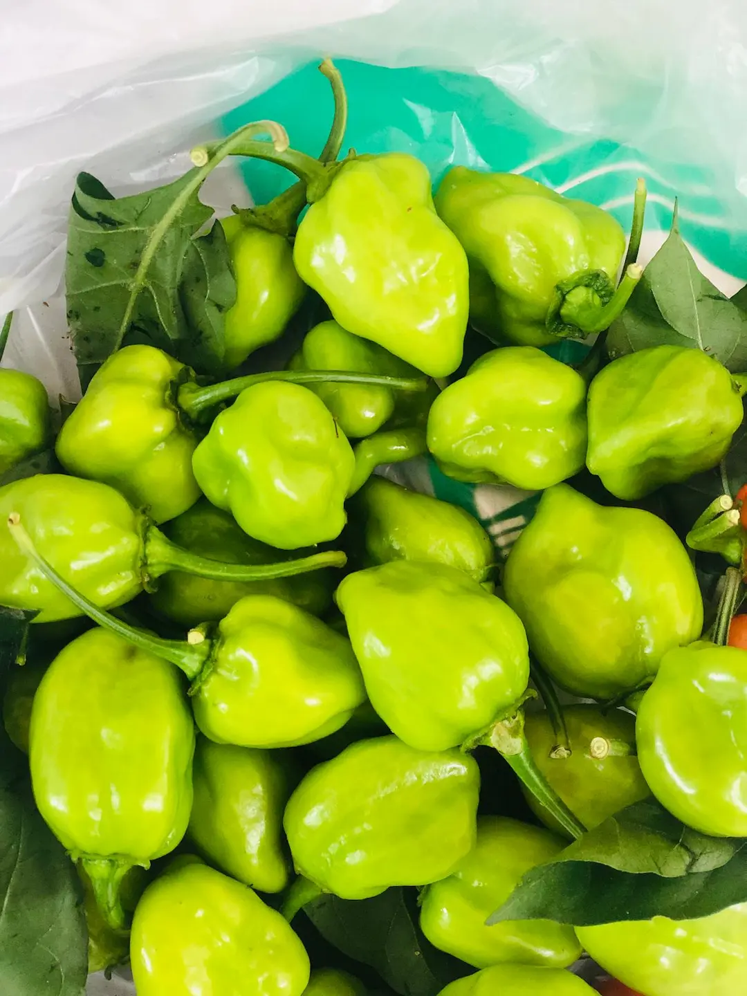 Fresh Bombay Morich (Naga Chilli) 100g | 新鮮ボンベイモリチ（ナガチリ) - Premium Halal Food Product