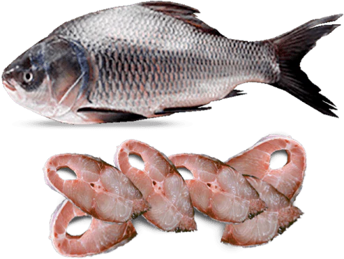 Fresh Whole Katla Fish (3kg+) – Premium Quality 新鮮なカトラ魚丸ごと（3kg以上） - Premium Halal Food Product