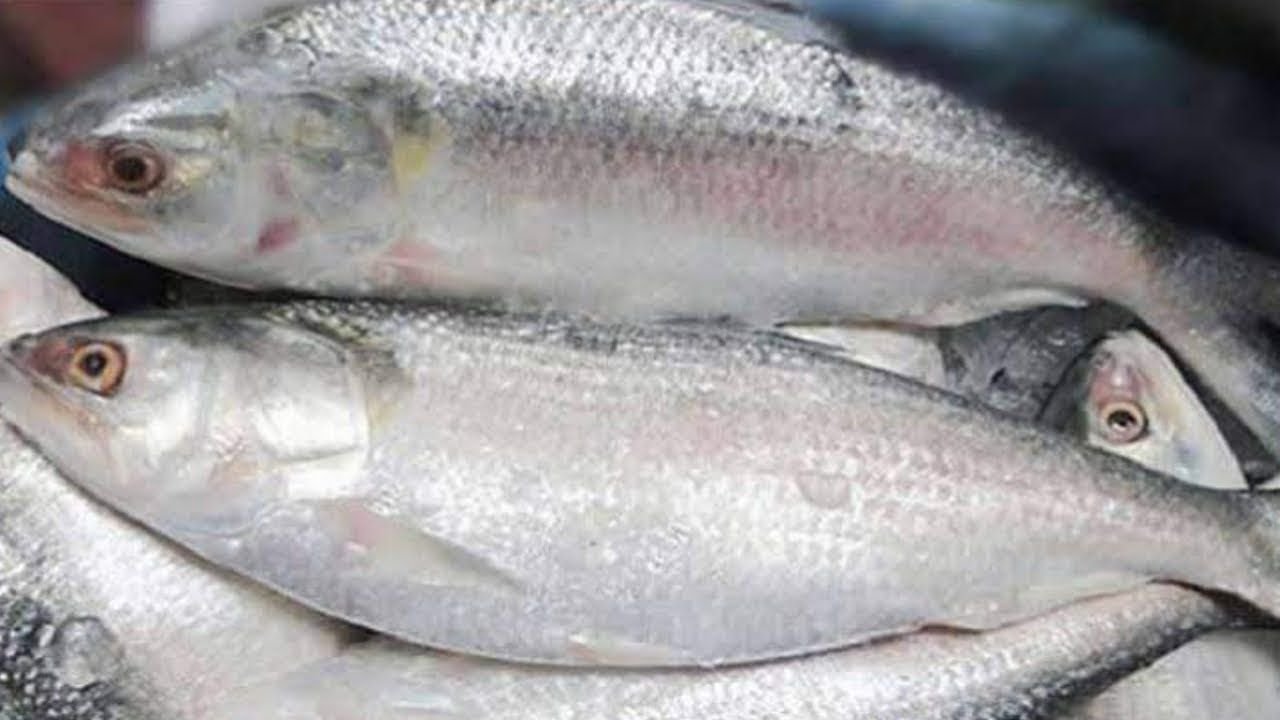Halal Hilsha Fish Jumbo ハラール ヒルシャ魚 ジャンボ 1.2-1.5kg | South Asian Grocery Japan 南アジア食材 - Premium Halal Food Product