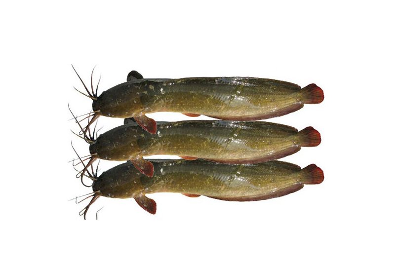 Halal Magur Fish Whole 500g ハラール マグル魚 丸ごと 500g | 南アジア食材 日本 - Premium Halal Food Product