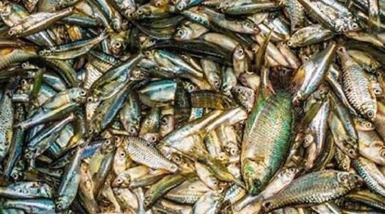 Mixed Fish 250g – Assorted Dry Fish Selection｜ミックス干し魚 250g（多種セット） - Related product image